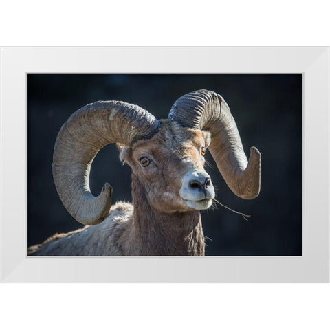 Bighorn sheep, Lamar Valley, Yellowstone National Park White Modern Wood Framed Art Print by The Yellowstone Collection