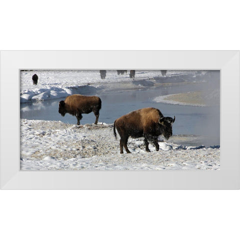 Bison along the Gibbon River, Yellowstone National Park White Modern Wood Framed Art Print by Renkin, Diane