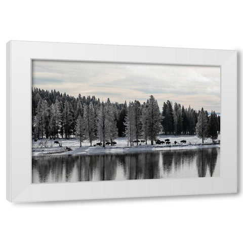 Bison along the Yellowstone River, Yellowstone National Park White Modern Wood Framed Art Print by Renkin, Diane