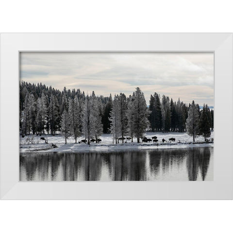 Bison along the Yellowstone River, Yellowstone National Park White Modern Wood Framed Art Print by Renkin, Diane