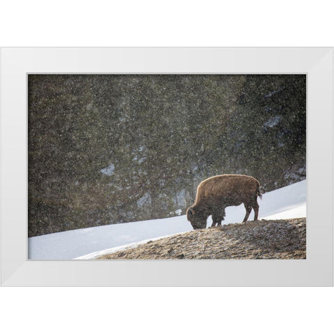 Bison, Blacktail Deer Plateau, Yellowstone National Park White Modern Wood Framed Art Print by The Yellowstone Collection