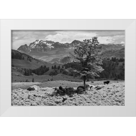 Bison near Cutoff Mountain, Yellowstone National Park White Modern Wood Framed Art Print by The Yellowstone Collection