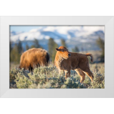 Bison Calf, Blacktail Deer Plateau, Yellowstone National Park White Modern Wood Framed Art Print by The Yellowstone Collection