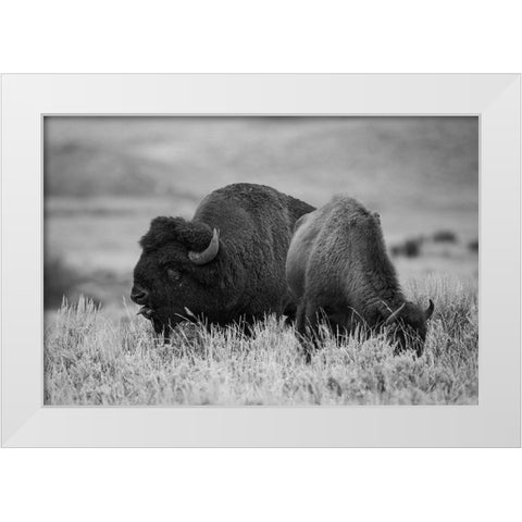 Bison Bull and Cow, Yellowstone National Park White Modern Wood Framed Art Print by Herbert, Neal