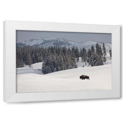 Bison Bull, Blacktail Deer Plateau, Yellowstone National Park White Modern Wood Framed Art Print by The Yellowstone Collection