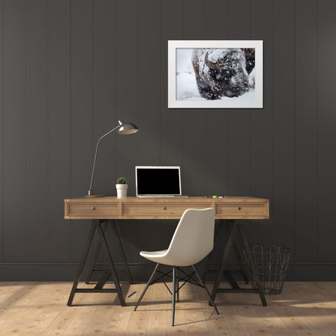 Bison in a snow storm Lamar Valley, Yellowstone National Park White Modern Wood Framed Art Print by Herbert, Neal