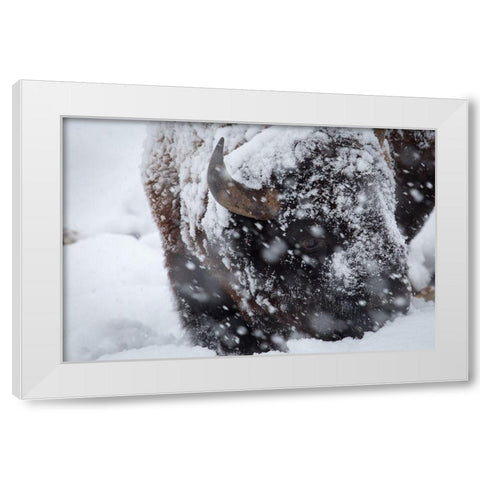 Bison in a snow storm Lamar Valley, Yellowstone National Park White Modern Wood Framed Art Print by Herbert, Neal