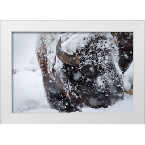 Bison in a snow storm Lamar Valley, Yellowstone National Park White Modern Wood Framed Art Print by Herbert, Neal