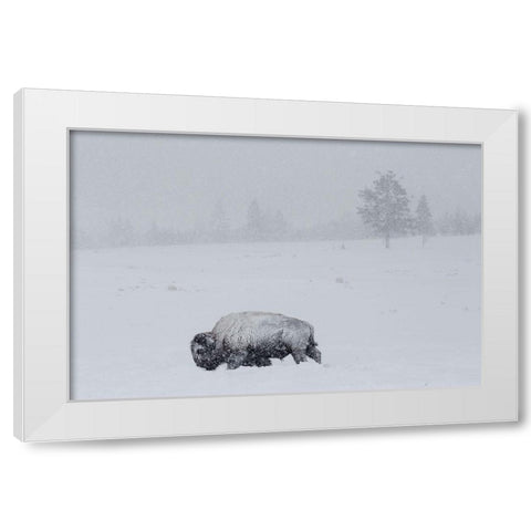 Bison on Swan Lake Flat, Yellowstone National Park White Modern Wood Framed Art Print by The Yellowstone Collection