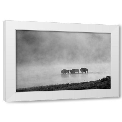 Bison crossing Yellowstone River, Yellowstone National Park White Modern Wood Framed Art Print by Peaco, Jim
