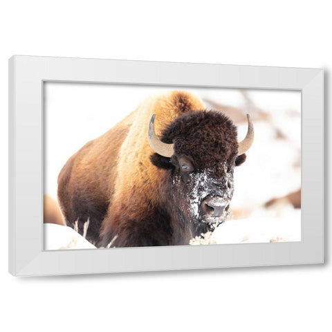 Bison face with snow, Yellowstone National Park White Modern Wood Framed Art Print by The Yellowstone Collection