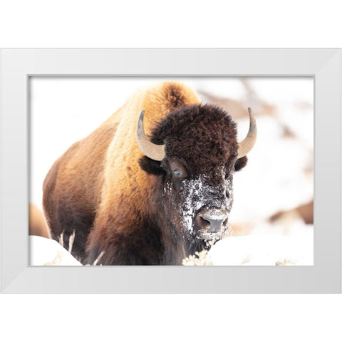 Bison face with snow, Yellowstone National Park White Modern Wood Framed Art Print by The Yellowstone Collection