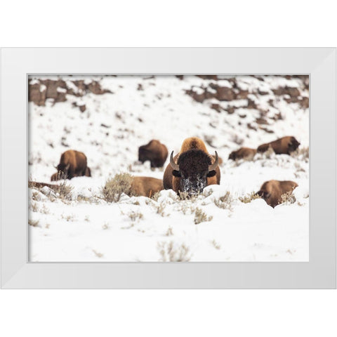 Bison group in snow, Yellowstone National Park White Modern Wood Framed Art Print by Spice, Josh