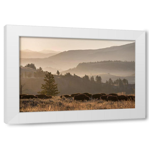 Bison herd, Lamar Valley, Yellowstone National Park White Modern Wood Framed Art Print by The Yellowstone Collection