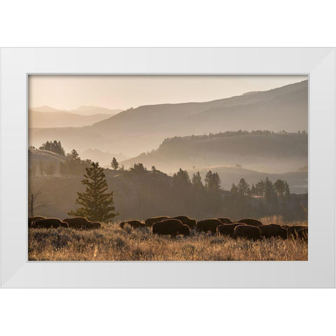 Bison herd, Lamar Valley, Yellowstone National Park White Modern Wood Framed Art Print by The Yellowstone Collection