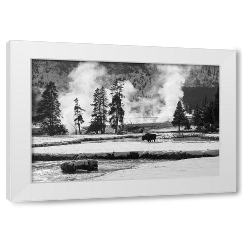 Bison near Biscuit Basin, Yellowstone National Park White Modern Wood Framed Art Print by The Yellowstone Collection