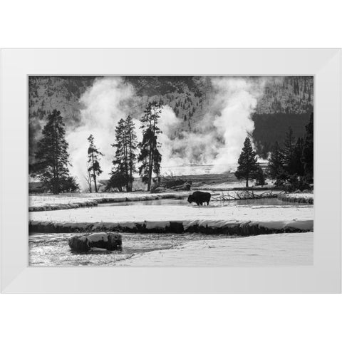 Bison near Biscuit Basin, Yellowstone National Park White Modern Wood Framed Art Print by The Yellowstone Collection