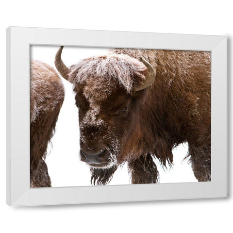 Bison near Elk Park, Yellowstone National Park White Modern Wood Framed Art Print by Peaco, Jim