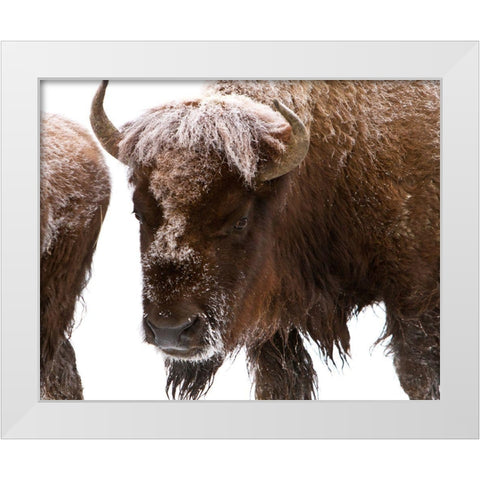 Bison near Elk Park, Yellowstone National Park White Modern Wood Framed Art Print by Peaco, Jim