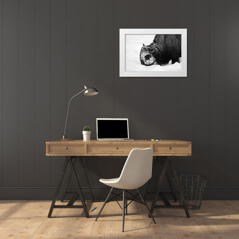 Bison Snow Plough near Rainy Lake, Yellowstone National Park White Modern Wood Framed Art Print by Renkin, Diane