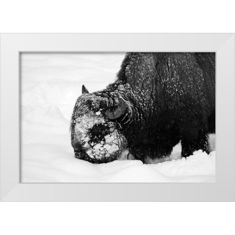 Bison Snow Plough near Rainy Lake, Yellowstone National Park White Modern Wood Framed Art Print by Renkin, Diane