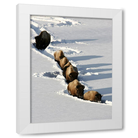 Bison near Tower Junction, Yellowstone National Park White Modern Wood Framed Art Print by Peaco, Jim