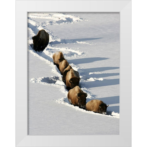 Bison near Tower Junction, Yellowstone National Park White Modern Wood Framed Art Print by Peaco, Jim