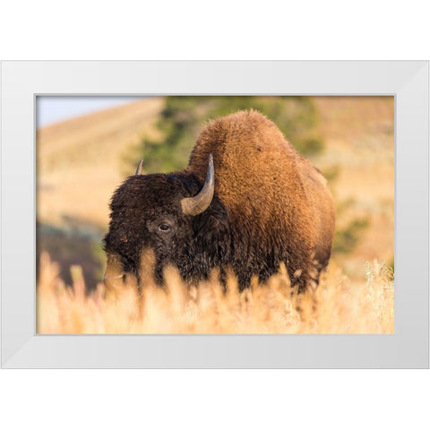 Bison, Blacktail Deer Plateau, Yellowstone National Park White Modern Wood Framed Art Print by The Yellowstone Collection