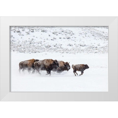 Bison II, Lamar Valley, Yellowstone National Park White Modern Wood Framed Art Print by The Yellowstone Collection