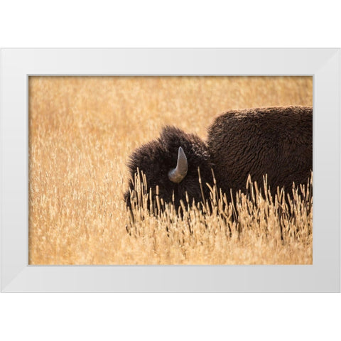 Bison III, Lamar Valley, Yellowstone National Park White Modern Wood Framed Art Print by The Yellowstone Collection