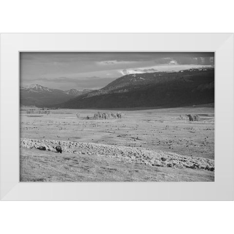 Bison IV, Lamar Valley, Yellowstone National Park White Modern Wood Framed Art Print by The Yellowstone Collection