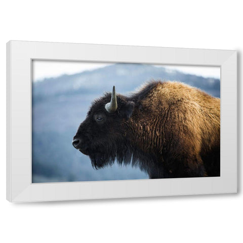 Bison V, Lamar Valley, Yellowstone National Park White Modern Wood Framed Art Print by The Yellowstone Collection
