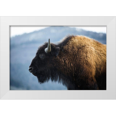 Bison V, Lamar Valley, Yellowstone National Park White Modern Wood Framed Art Print by The Yellowstone Collection