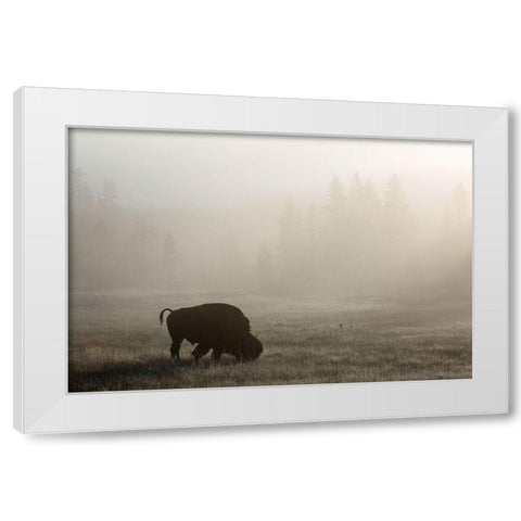 Bison, Lower Geyser Basin, Yellowstone National Park White Modern Wood Framed Art Print by The Yellowstone Collection