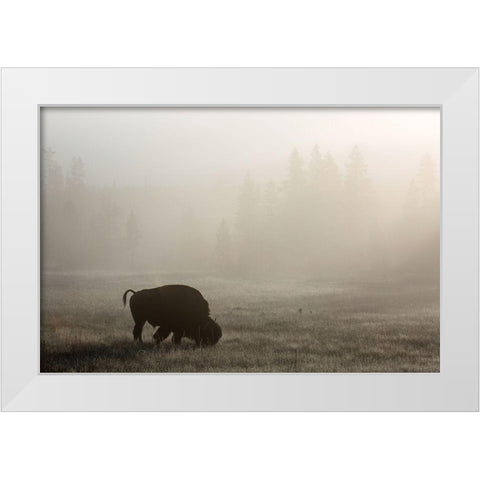 Bison, Lower Geyser Basin, Yellowstone National Park White Modern Wood Framed Art Print by The Yellowstone Collection