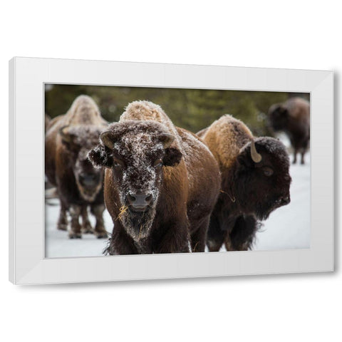 Bison, Norris Geyser Basin, Yellowstone National Park White Modern Wood Framed Art Print by The Yellowstone Collection