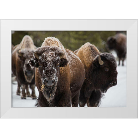 Bison, Norris Geyser Basin, Yellowstone National Park White Modern Wood Framed Art Print by The Yellowstone Collection