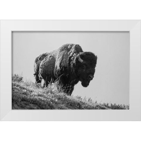 Bison, Yellowstone National Park White Modern Wood Framed Art Print by Restivo, David