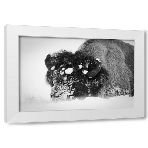 Close up of bison, Yellowstone National Park White Modern Wood Framed Art Print by Herbert, Neal