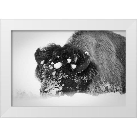 Close up of bison, Yellowstone National Park White Modern Wood Framed Art Print by Herbert, Neal