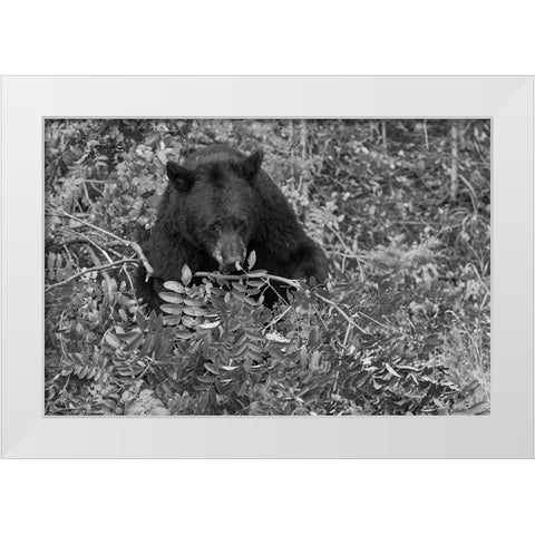 Black Bear near the Mammoth to Tower Road, Yellowstone National Park White Modern Wood Framed Art Print by Peaco, Jim