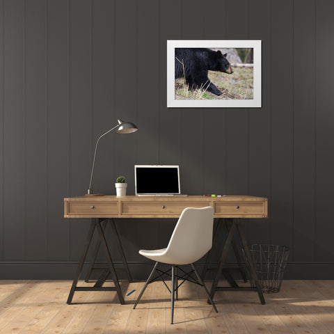 Black Bear, Yellowstone National Park White Modern Wood Framed Art Print by The Yellowstone Collection
