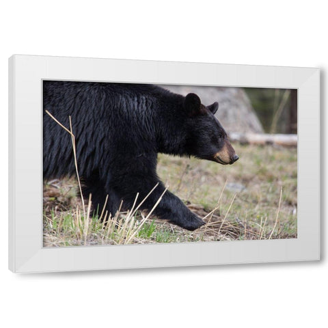 Black Bear, Yellowstone National Park White Modern Wood Framed Art Print by The Yellowstone Collection