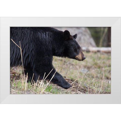 Black Bear, Yellowstone National Park White Modern Wood Framed Art Print by The Yellowstone Collection