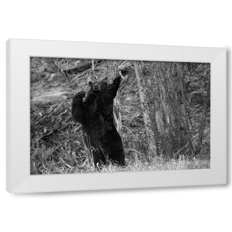 Black Bear near Phantom Lake, Yellowstone National Park White Modern Wood Framed Art Print by The Yellowstone Collection