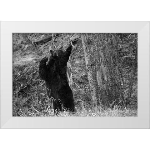 Black Bear near Phantom Lake, Yellowstone National Park White Modern Wood Framed Art Print by The Yellowstone Collection
