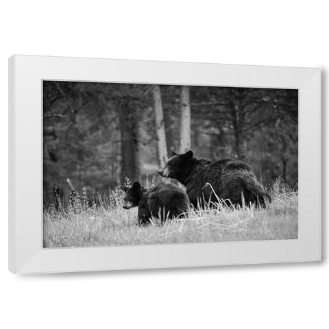 Black Bear Sow with Cub, Tower Fall, Yellowstone National Park White Modern Wood Framed Art Print by The Yellowstone Collection