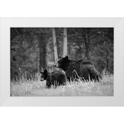 Black Bear Sow with Cub, Tower Fall, Yellowstone National Park White Modern Wood Framed Art Print by The Yellowstone Collection