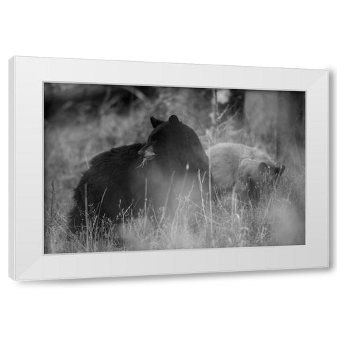 Black Bear Sow with Cub, Tower Fall, Yellowstone National Park White Modern Wood Framed Art Print by The Yellowstone Collection