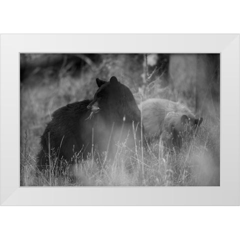 Black Bear Sow with Cub, Tower Fall, Yellowstone National Park White Modern Wood Framed Art Print by The Yellowstone Collection